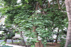 Cordia myxa